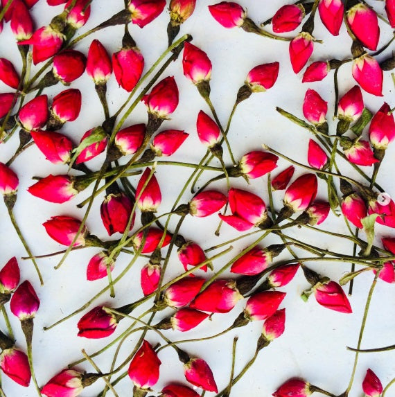 Sterling Silver Tear Drop Earrings with Real Rose Flowers – Handmade Jewellery